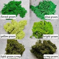 Gambar preserved moss / dried moss 10gr - white, 50 gram dari fleur jardin undefined 1 Tokopedia