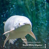 Gambar IKAN PREDATOR SNOWHITE PLATINUM ALIGATOR GAR JUMBO SIZE dari Mitramedika24 undefined 1 Tokopedia