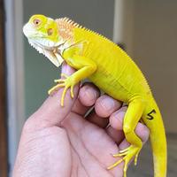 Gambar jantan albino iguana ciamik 45cm dari NECHAFARM undefined 1 Tokopedia