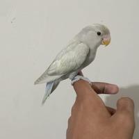 Gambar Burung Lovebird Jinak dari laskarparrot undefined 2 Tokopedia