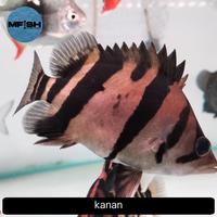 Gambar indo datz Tiger fish 3bar kotor dari MFISH. undefined 1 Tokopedia