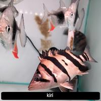 Gambar indo datz Tiger fish 3bar kotor dari MFISH. undefined 2 Tokopedia
