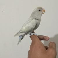 Gambar Burung Lovebird Jinak dari laskarparrot undefined 1 Tokopedia