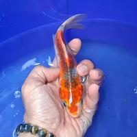 Gambar Ikan Koi Blitar Jenis Kujaku / Rumah Koi Jakarta / kode 0035 dari Rumah Koi Jakarta_NEW undefined 1 Tokopedia