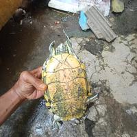 Gambar kura kura venusta pilihan dari SLow Store27 undefined 1 Tokopedia