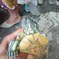 Gambar kura kura venusta pilihan dari SLow Store27 undefined 3 Tokopedia