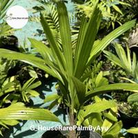 Gambar Licuala Sp Papua real pictures ready stock dari Green_house rare palm undefined 2 Tokopedia