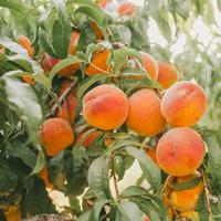 Gambar Bibit Plihan Buah Peach Jepang Sinisuka | Biji Benih Buah Peach Jepang Sinisuka | Persik dari Sunnybeach undefined 3 Tokopedia
