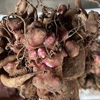 Gambar Bibit Ubi Yakon 500gr Aman Dikirim Seluruh Indonesia Cocok Untuk Tanaman Di Dataran Rendah Dan Tinggi dari sky@berry undefined 1 Tokopedia
