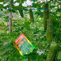 Gambar Benih Paria Pare Tik tok F1 10 gram Expayed 2026 Cap Aura Seed / Benih Unggul Anti Virus dan Layu Fusarium / Anti Kriting Daun dan Produksi Tinggi Sangat Lebat Berbobot Menguntungkan Petani dari TRUBUS TANI_NEW undefined 2 Tokopedia