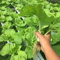 Gambar ±1000 Benih bibit Sawi Samhong king sawi keriting super jumbo dari BenihPetani undefined 3 Tokopedia