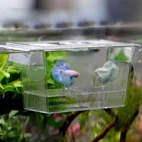 Gambar Breeder Breeding Box Kotak Pemisah Karantina Ikan Cupang Guppy Molly - Kotak Kecil dari ARGAF Store undefined 3 Tokopedia