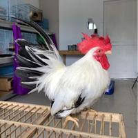 Gambar Ayam Kate hias chabo Blacktail sepasang putih dari FalkTangerang undefined 5 Tokopedia
