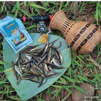 Gambar UMPAN MANCING WADER AMIS GOLD MICRO FISHING PISANG SUSU KEMASAN 20 GRAM dari Mancing Wader Online undefined 2 Tokopedia