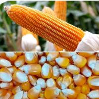 Gambar Bibit jagung lokal khualitas unggulan kemasan 1 kg dari Shafa.Store.Bdg undefined 3 Tokopedia