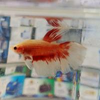 Gambar Ikan Hias Cupang Betta Halfmoon Rosetail (HM) Super Red, Fancy, Bicolor, Cooper Gold , Royal Blue, White Platinum, dll . Size M Sampai L acak Random Grade dari APSAOfficial undefined 5 Tokopedia
