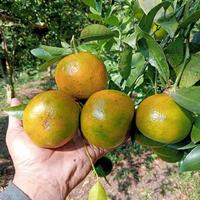 Gambar Bibit JERUK SIAM MADU berbuah maniss hasil okulasi dari Tegal ombo undefined 2 Tokopedia