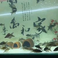 Gambar IKAN HUDIELONG KARASU SIZE 8-10CM dari arquatic jogja undefined 1 Tokopedia