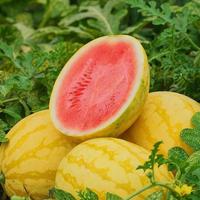 Gambar Biji Benih Bibit Buah Semangka Golden Red Daging Merah Manis Organik - Semangka Golden dari Dahlia Farm undefined 1 Tokopedia