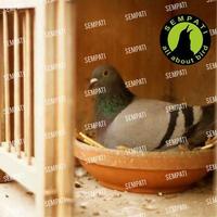 Gambar SEMPATI KANDANG MERPATI GUPON MERPATI TONG GUPON PAGUPON BURUNG MERPATI DORO DARA KOLONGAN BALAP TOMPRANG SANGKAR SARANG MERPATI GPNSA - Warna dari Sempati Bird Shop undefined 4 Tokopedia