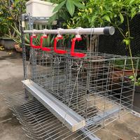 Gambar PAKET KANDANG AYAM PETELUR/BATERAI MURAH FULLSET LENGKAP 4 PINTU 4 AYAM / HARGA PABRIK TERMURAH dari Kawat Murah Indo undefined 5 Tokopedia