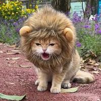 Gambar Decorative Pet Hat Soft Lightweight Lion-style Hats Breathable Pet Hood Adorable Pet Photography Props for Dogs Cats for Fun dari piupiu storee undefined 1 Tokopedia