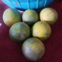 Gambar jeruk baby java/peras 1kg /isi 6-10buah /Jeruk Malang dari alina apples undefined 4 Tokopedia