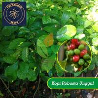 Gambar Nurhalimah Store Promo 200 Bibit Kopi Robusta Unggul Klon Lokal Bagio Arsyad Berkualitas Tinggi - lokal dari nurhalimahstore1 undefined 1 Tokopedia