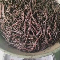 Gambar cacing tanah lumbricus rubellus hidup pakan predator umpan pancing dari FISHOR STORE undefined 1 Tokopedia