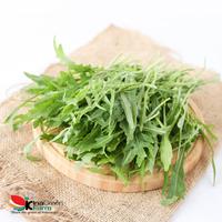 Gambar Arugula Wild Rocket Fresh 100 Gram Inagreen Farm Bandung dari INAGREEN INDONESIA undefined 5 Tokopedia