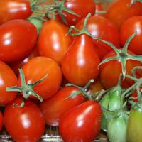Gambar Benih Tomat Ceri Red Pear/Benih Tomat Cherry Red Pear/Tomat Cherry Red Pear Benih Murah dari Mitra Farm_NEW undefined 3 Tokopedia