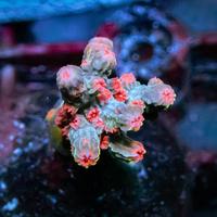 Gambar Green Pink Branching Cyphastrea Frag dari Dago Reefer undefined 1 Tokopedia