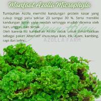 Gambar Bibit Azolla Microphylla/ benih azolla 1kg dari Goler Store undefined 3 Tokopedia