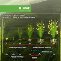 Gambar Seltima 100 CS - 250ml Fungisida sangat efektif untuk mengendalikan penyakit di tanaman padi dari BASF Petani Sejahtera undefined 2 Tokopedia