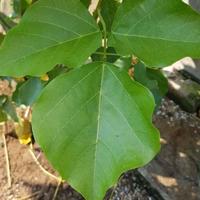 Gambar Daun Dadap Serep Segar Fresh 1 Helai - Banyak Manfaat untuk Kesehatan dari Petani Gula Aren undefined 3 Tokopedia