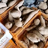 Gambar Ubi Yakon super Asli Dieng Wonosobo - Kualitas Terbaik - Zuriat, Frozen, Anggur Kecombrang dari pusat umbi yakon undefined 5 Tokopedia