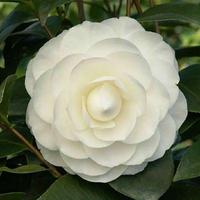 Gambar Pohon Camelia Camellia Sinensis Indukan Berbunga Tanaman Ber - merah dari Jasen Pre Store undefined 5 Tokopedia