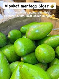 Gambar Alpukat Mentega Siger Lampung dari Raja Buah Bandung undefined 1 Tokopedia