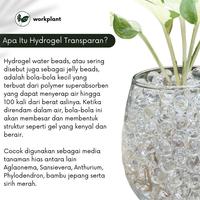 Gambar Hydrogel Transparan - Media Tanam Hidroponik Tanaman Hias Warna Transparan atau Toping Media dari workplant.id undefined 5 Tokopedia