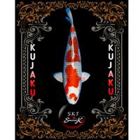Gambar Anakan Ikan koi Grade sz 5-12cm, Asli Petani Blitar - Kohaku dari sendang koi blitar undefined 3 Tokopedia
