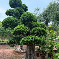 Gambar Pohon bonsai beringin korea / pohon bonsai super beringin korea / tanaman beringin korea / tanaman bonsai besar / pohon sudah bergaransi / tersedia berbagai macam bentuk dan ukuran dari abassy nursery undefined 2 Tokopedia