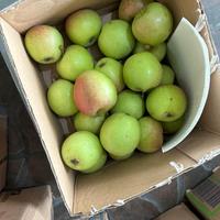 Gambar Buah Apel malang mini satu kilo isi 24-30 biji cocok untuk jus dari Prioritasapple2 undefined 4 Tokopedia
