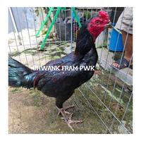 Gambar Ayam muda pamakhoy trah import black bull dari Lingkar Teknik Mandiri undefined 1 Tokopedia