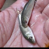 Gambar bibit ikan graskap 5-6 cm grasscarp kecil ihan dewa pemakan rumput dari jual bibit ikan ciwidey undefined 1 Tokopedia
