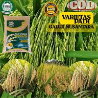 Gambar BIBIT PADI BENIH PADI UNGGUL VARIETAS GALUR NUSANTARA KEMASAN 5 KG Sayur Tanaman dari TANI MAJU JAYA TJM undefined 3 Tokopedia