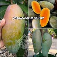 Gambar Bibit Mangga Kiojay Jumbo Sudah Okulasi Cepat berbuah benih berkualitas dari ESN Garden undefined 1 Tokopedia