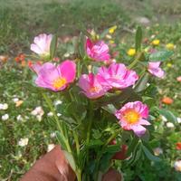 Gambar Bibit bunga krokot miranda dari sabyanflora undefined 5 Tokopedia