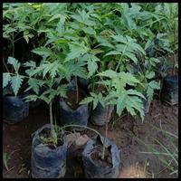 Gambar Bibit daun Mimba Siap Tanam - Tanaman Herbal Banyak Manfaat Untuk Kesehatan - 1 pcs dari Aramaki theseed undefined 3 Tokopedia