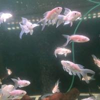 Gambar IKAN HUDIELONG PLATINUM SIZE 8-10CM dari arquatic jogja undefined 1 Tokopedia