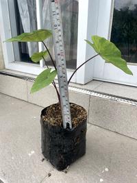 Gambar Colocasia Lime Gecko Daun Hias Unik Warna Cerah Tanaman Hias Premium dengan Daun Hijau Cerah dari KEMBANG NYENI undefined 3 Tokopedia